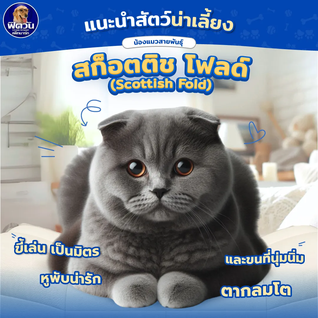 แมวพันธุ์สก็อตติช โฟลด์ (Scottish Fold)