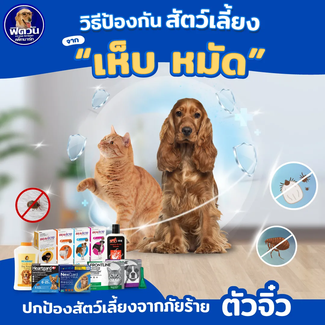 ✨🐶วิธีป้องกันสัตว์เลี้ยงจาก "เห็บ หมัด"🦠🐕