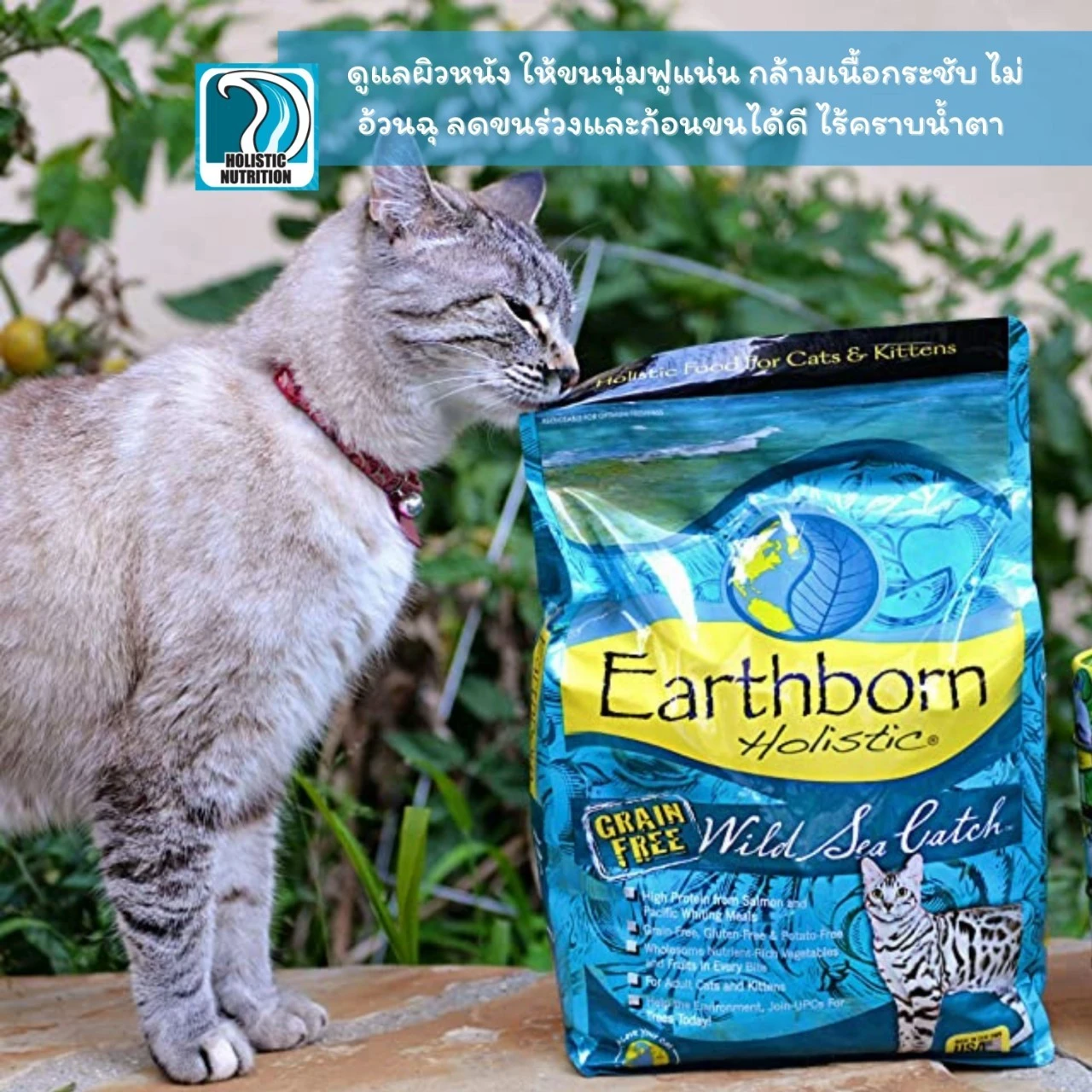 Earthborn Wild Sea Catch อาหารเม็ดสำหรับแมวทุกสายพันธุ์ทุกช่วงวัย