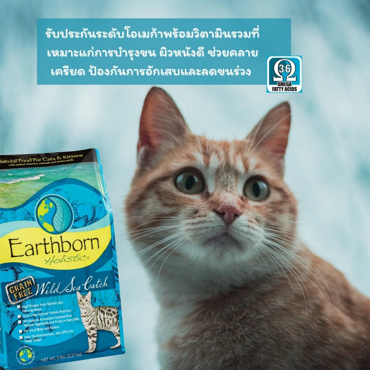 Earthborn Wild Sea Catch อาหารเม็ดสำหรับแมวทุกสายพันธุ์ทุกช่วงวัย