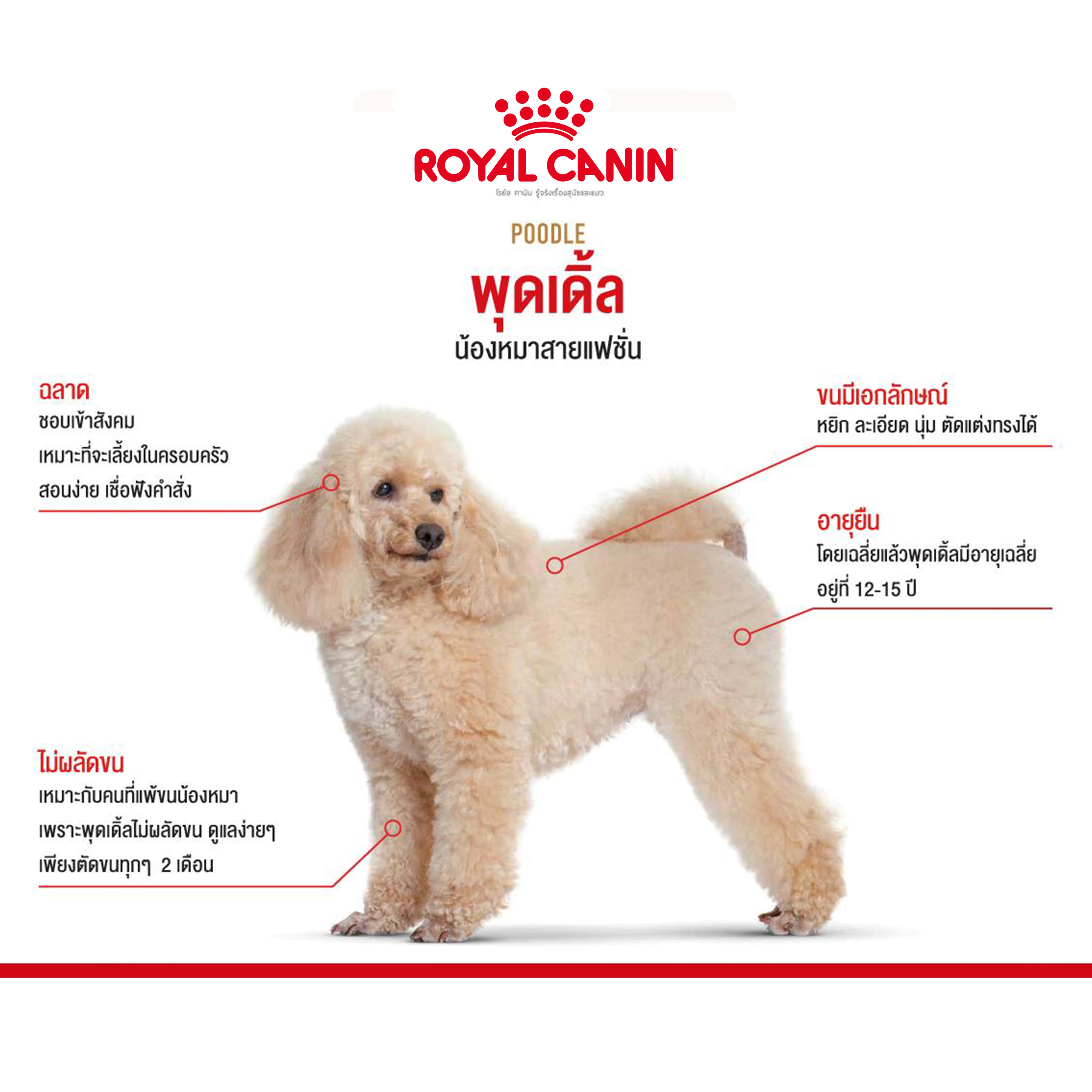 ROYAL CANIN Poodle Adult อาหารเม็ดสำหรับสุนัขโตพันธุ์พุดเดิ้ล