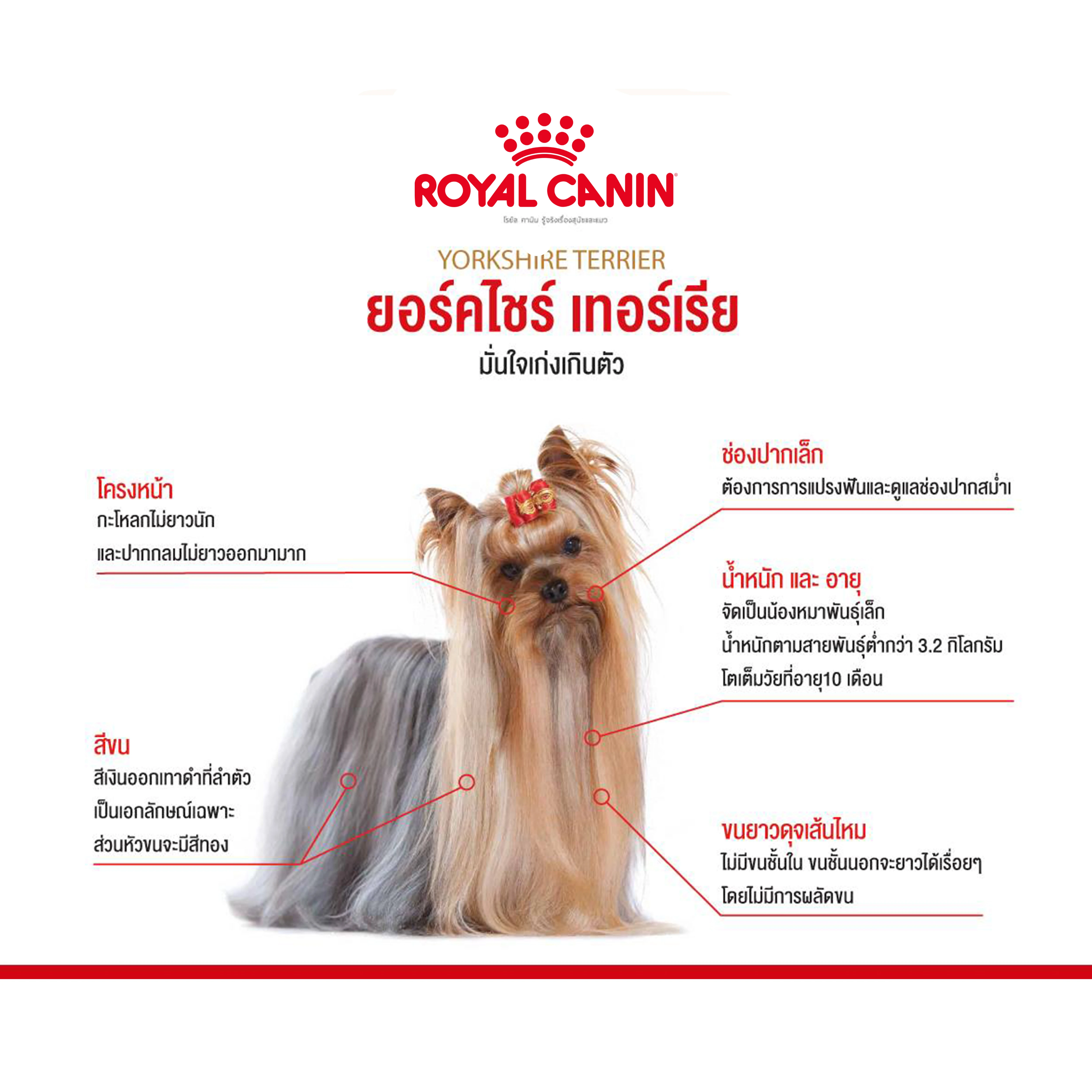 ROYAL CANIN Yorkshire Terrier(ADULT)สุนัขอายุ10เดือนขึ้นไป พันธุ์ยอร์คเชียร์