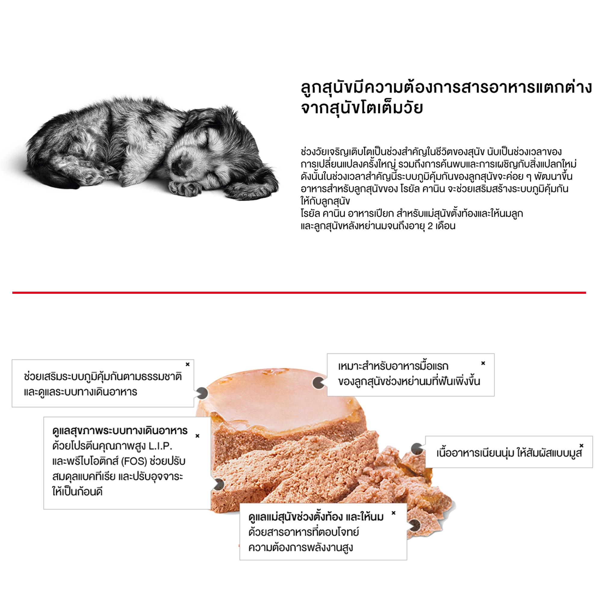 Royal Canin อาหารเปียกสุนัข (เนื้อมูส) สูตร Starter Mousse สำหรับแม่สุนัข และลูกสุนัข ชนิดกระป๋อง 195 กรัม