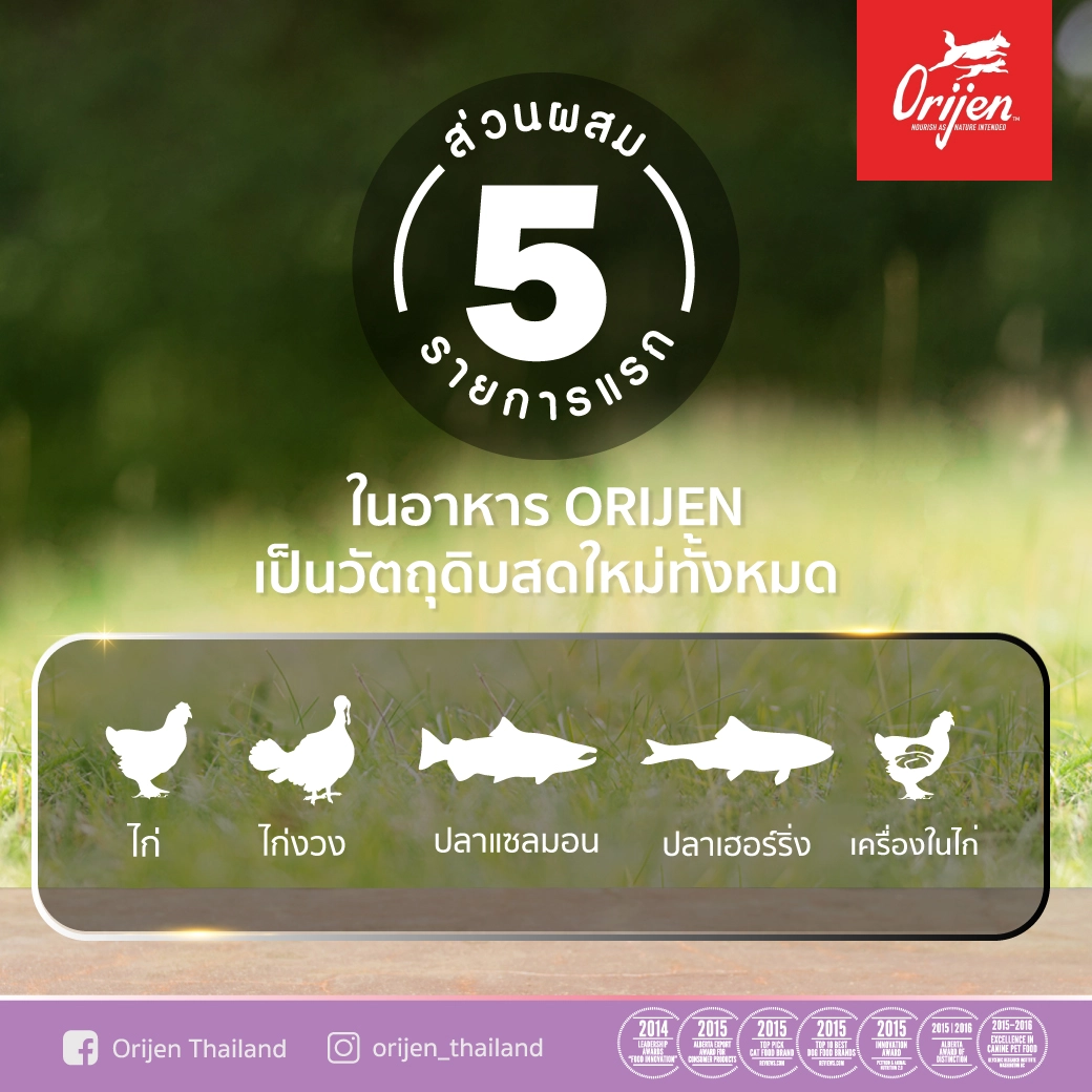 Orijen อาหารเม็ดแมว สูตร Kitten สำหรับลูกแมว อายุ 2-12 เดือน ทุกสายพันธุ์