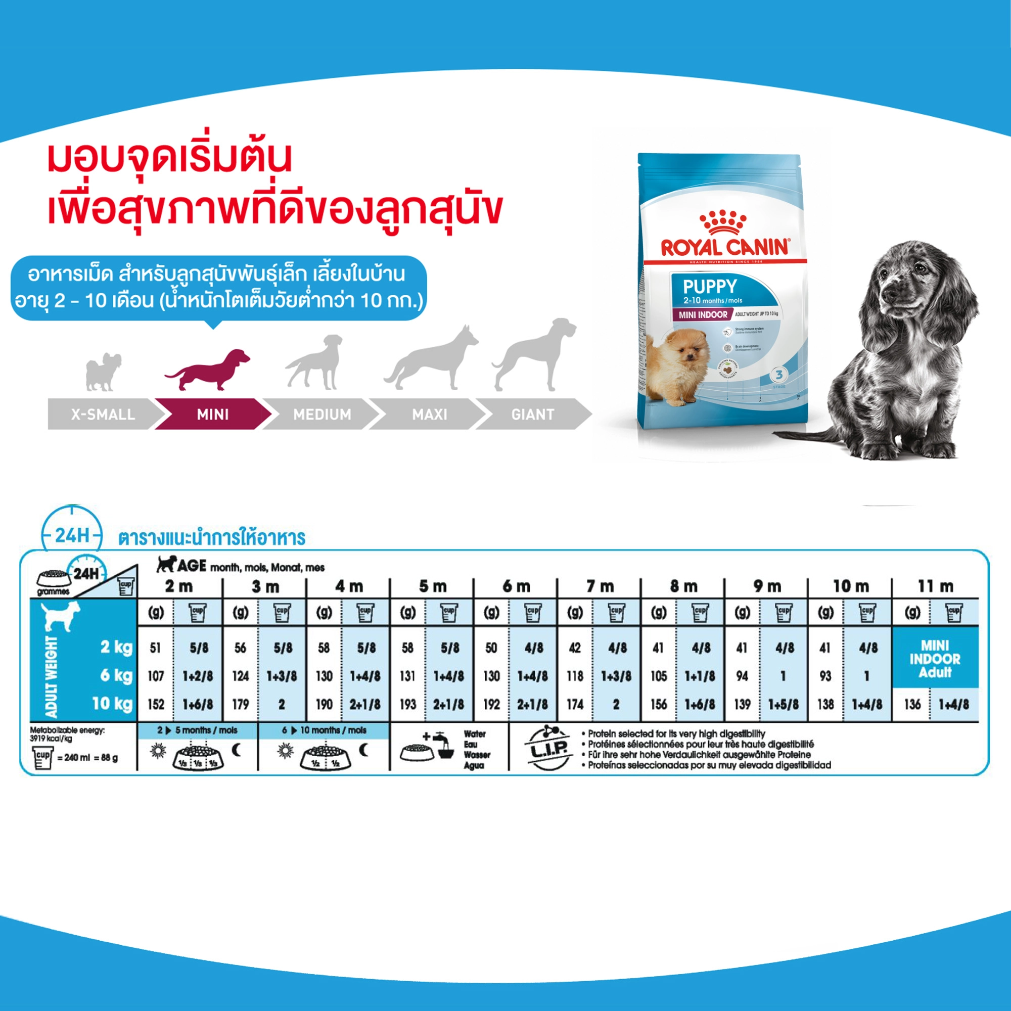 Royal Canin Mini Indoor Puppy อาหารเม็ดสำหรับลูกสุนัขพันธุ์เล็ก สูตรเลี้ยงในบ้าน