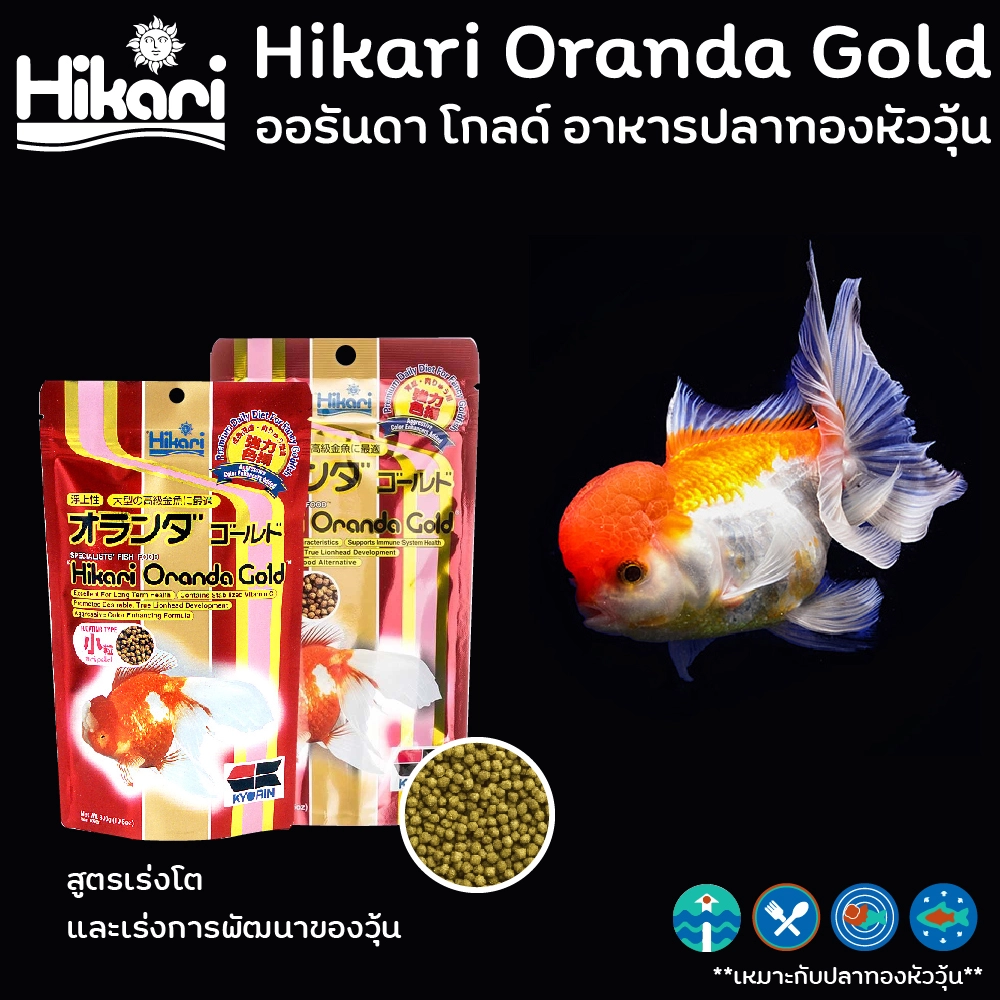 Hikari Oranda Gold