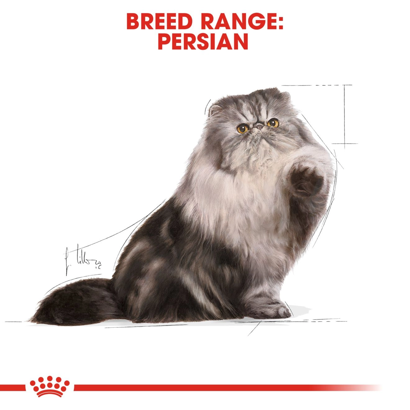 Royal Canin อาหารเปียกแมว สูตร Persain Adult สำหรับแมวพันธุ์เปอร์เซีย ชนิดซอง 85 กรัม