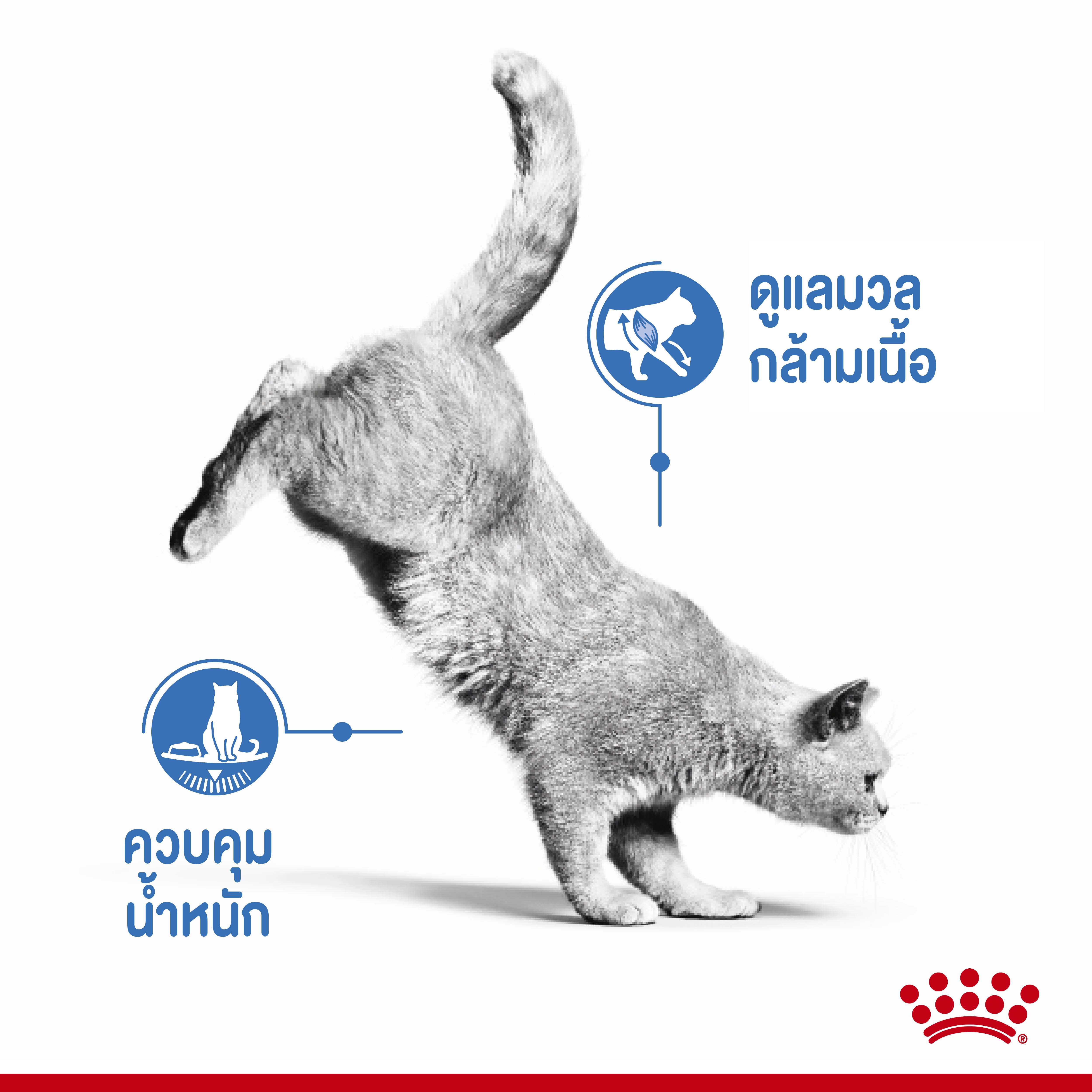 Royal Canin อาหารเปียกแมว สูตรควบคุมน้ำหนัก 85 กรัม