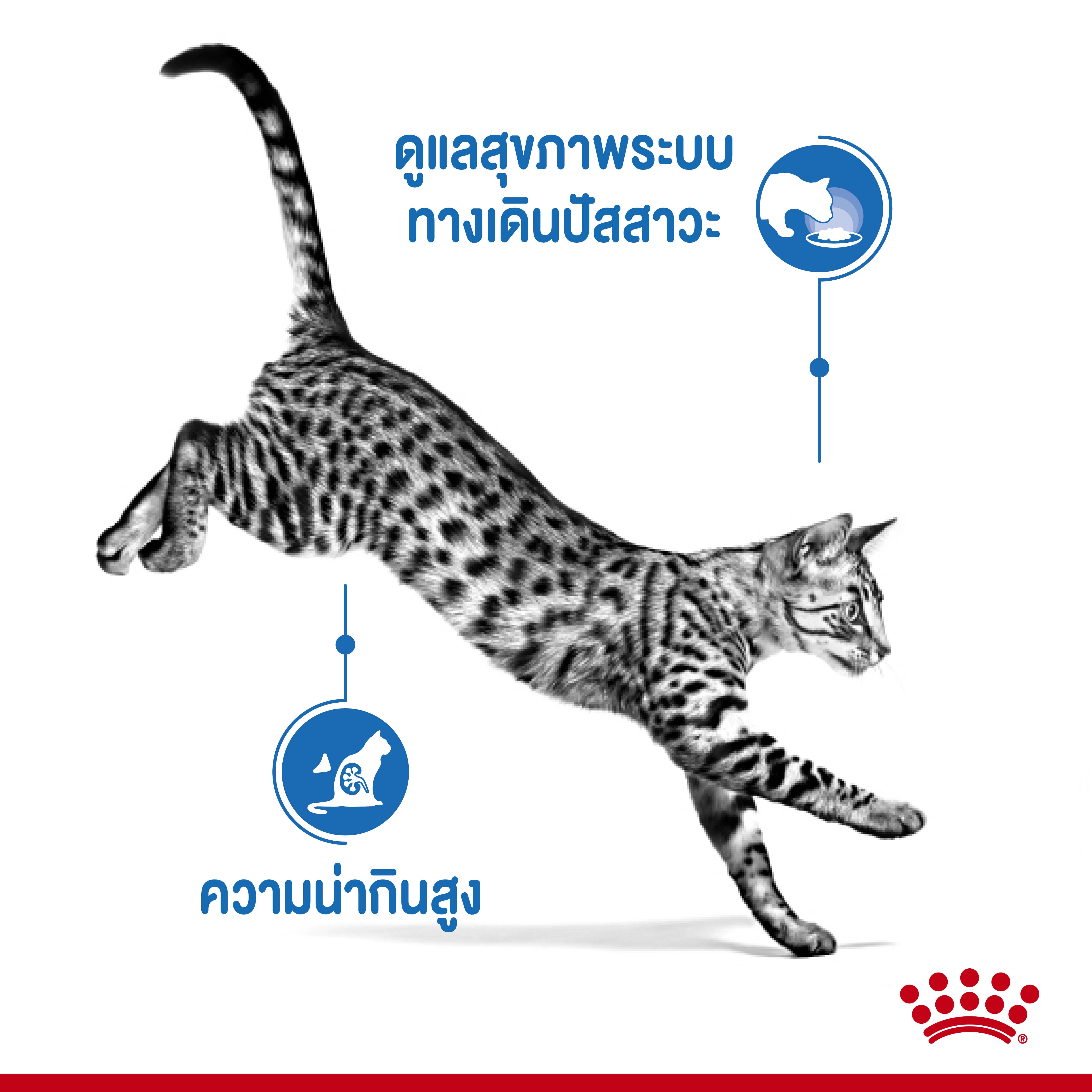 Royal Canin อาหารเปียกแมว สูตร Indoor (แมวเลี้ยงในบ้าน) ชนิดซอง 85 กรัม