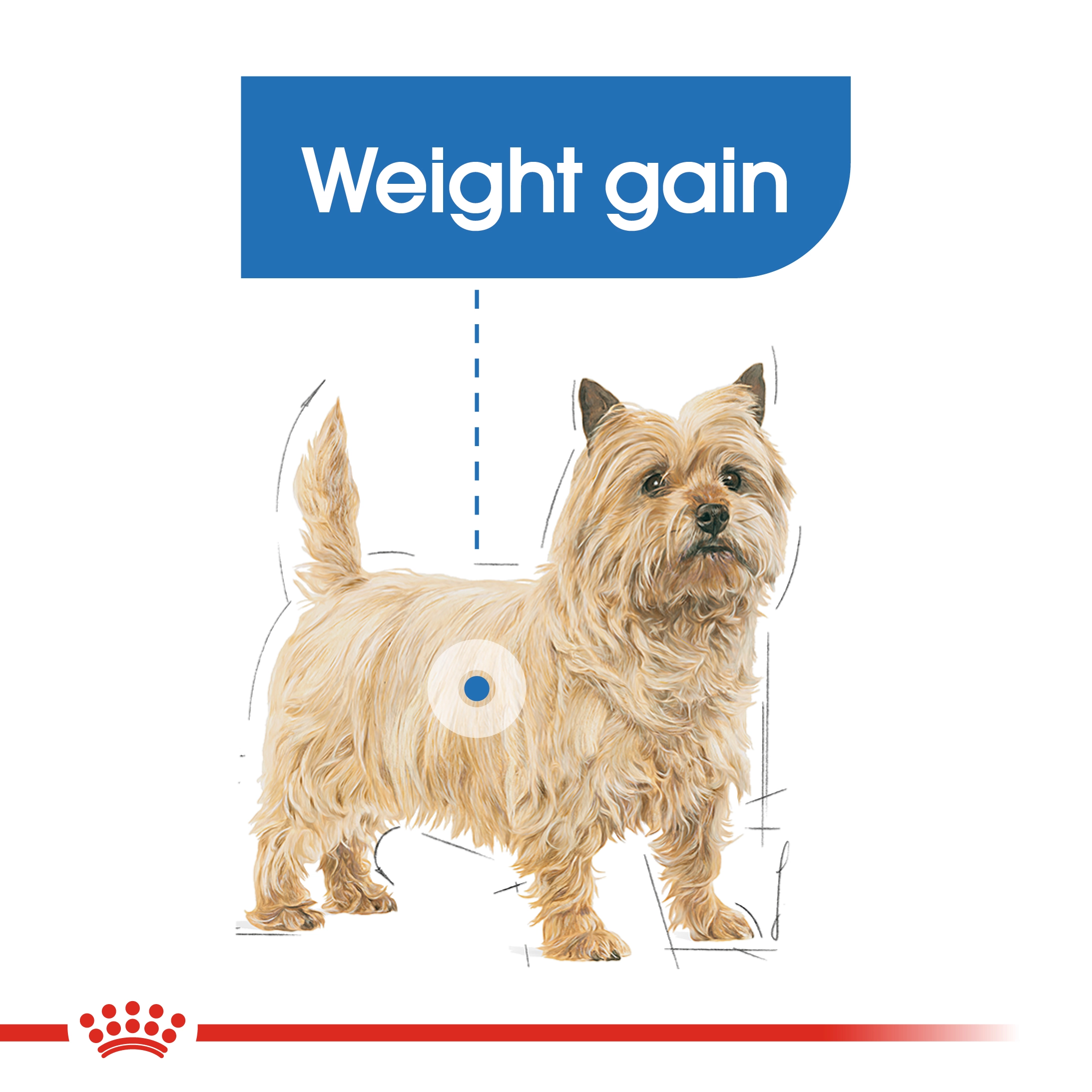 ROYAL CANIN Mini Light Weight Care อาหารเม็ดสำหรับสุนัขโตพันธุ์เล็ก