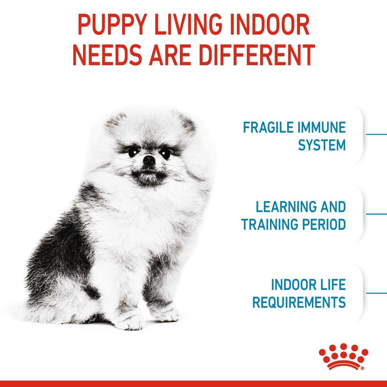 Royal Canin Mini Indoor Puppy อาหารเม็ดสำหรับลูกสุนัขพันธุ์เล็ก สูตรเลี้ยงในบ้าน