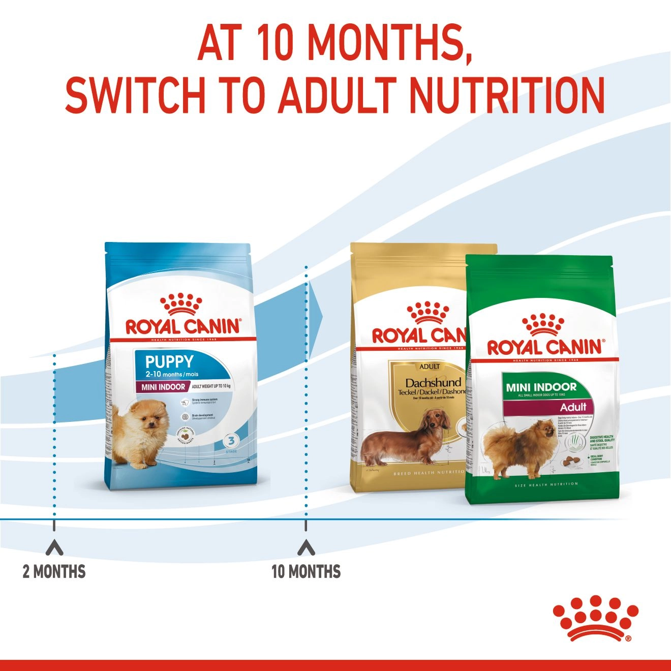 Royal Canin Mini Indoor Puppy อาหารเม็ดสำหรับลูกสุนัขพันธุ์เล็ก สูตรเลี้ยงในบ้าน