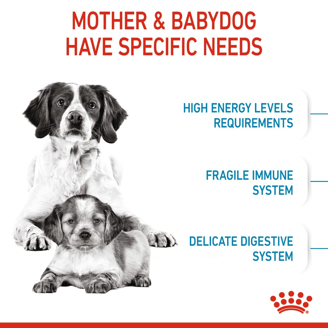 ROYAL CANIN Medium Starter Mother & Baby Dog อาหารเม็ดสำหรับแม่สุนัขและลูกสุนัขพันธุ์กลาง