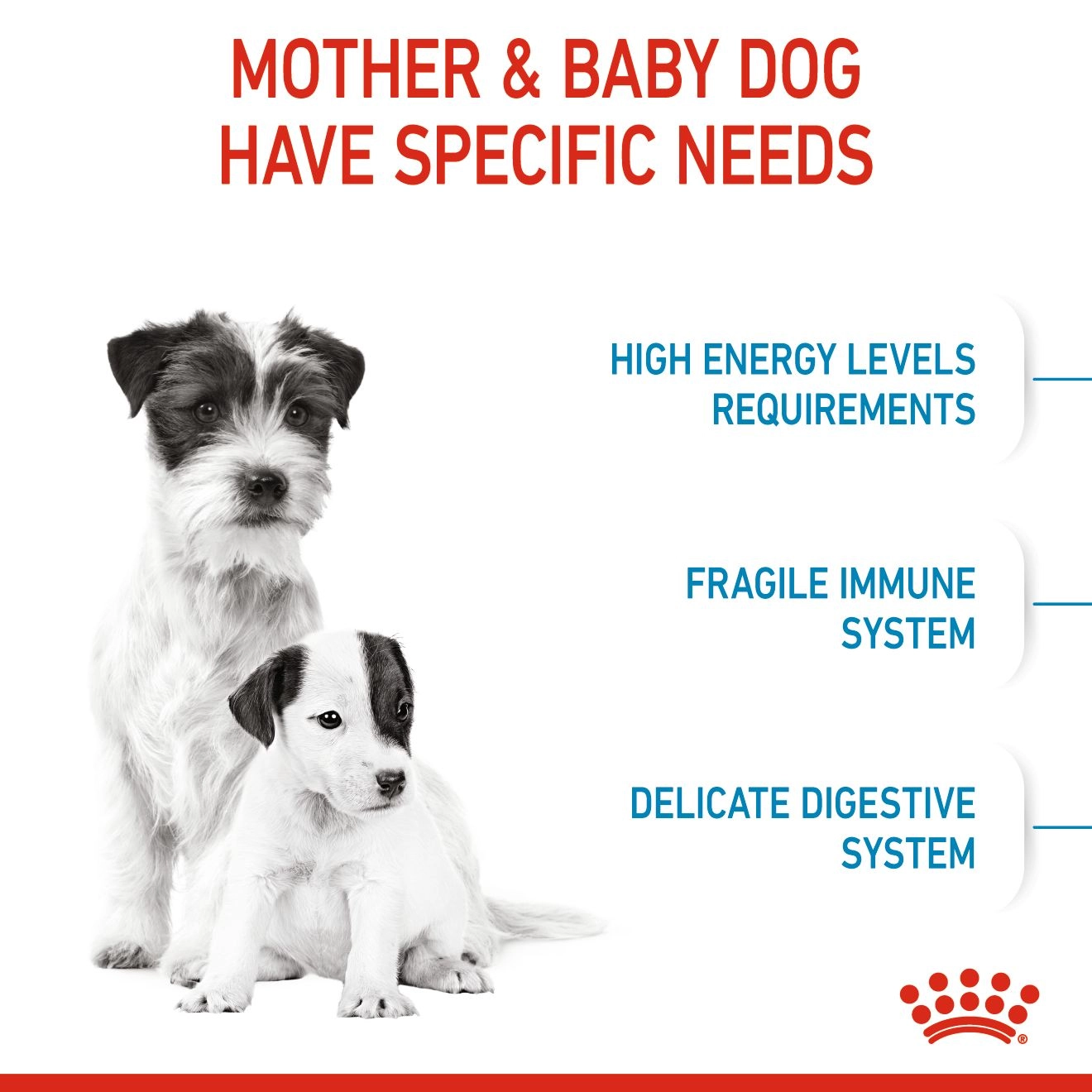 ROYAL CANIN Mini Starter Mother & Baby อาหารเม็ดสำหรับแม่สุนัขและลูกสุนัขพันธุ์เล็ก