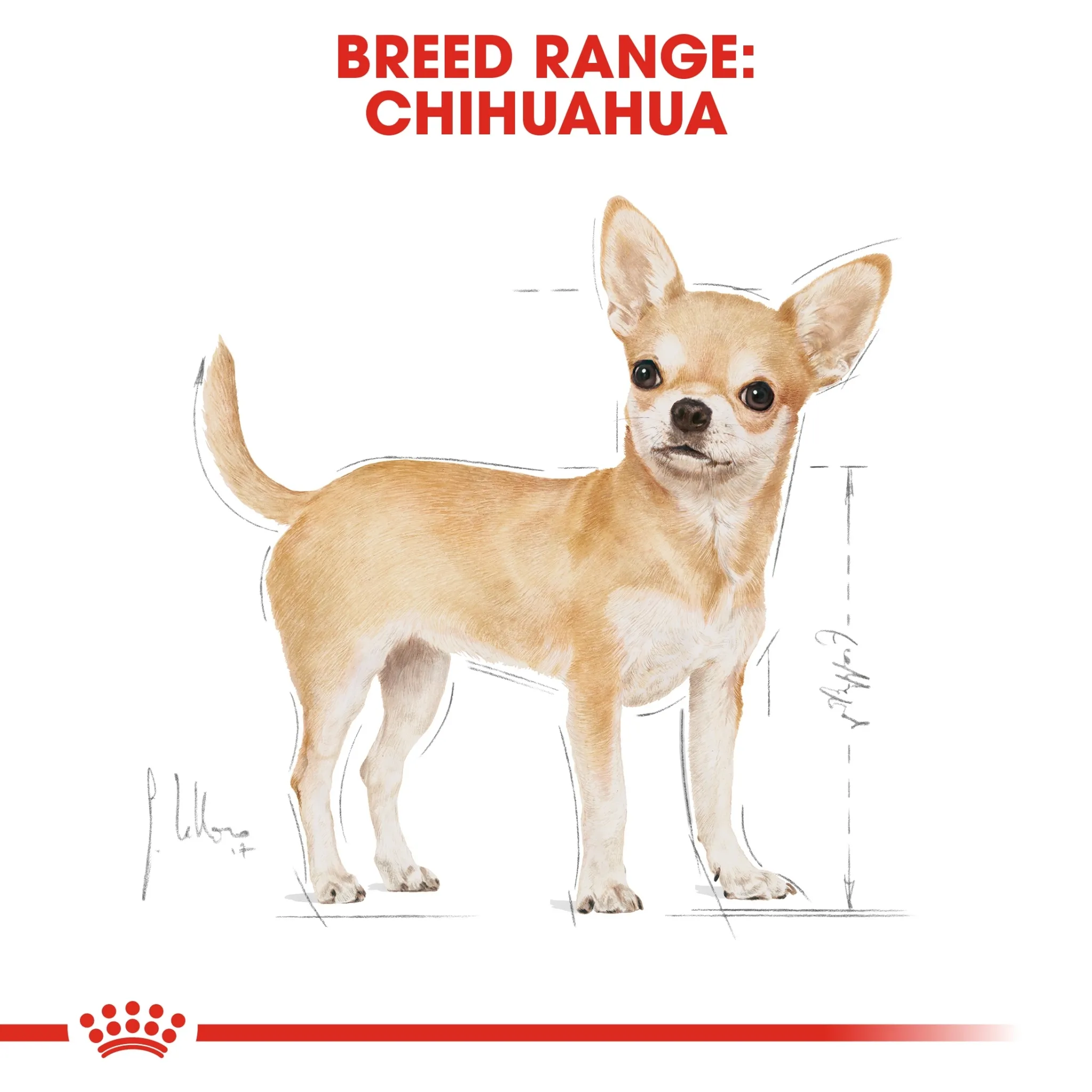 ROYAL CANIN Chihuahua Adult อาหารเม็ดสำหรับสุนัขโตพันธุ์ชิวาวา